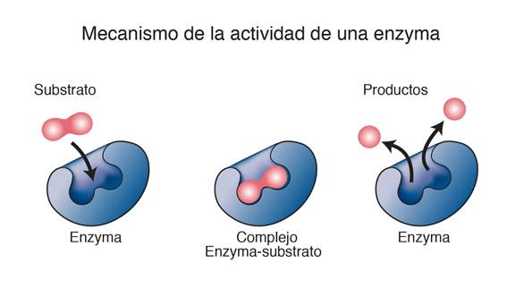  ___Enzima